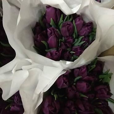 Букеты из живых цветов: Цветы Голландские Тюльпаны Оптом! Тюльпаны вместе с луковицами — 14