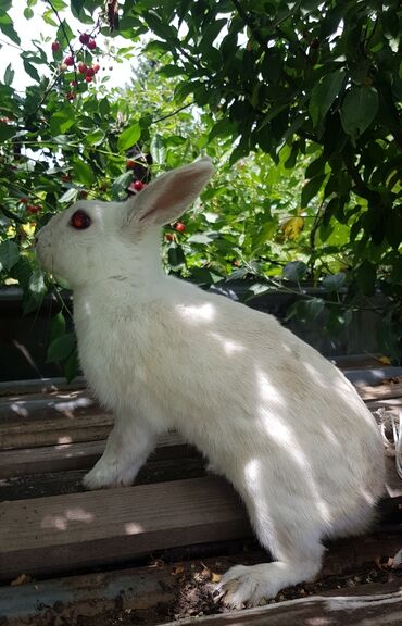 кролик: Карликовые декоративные кролики самки 1 год