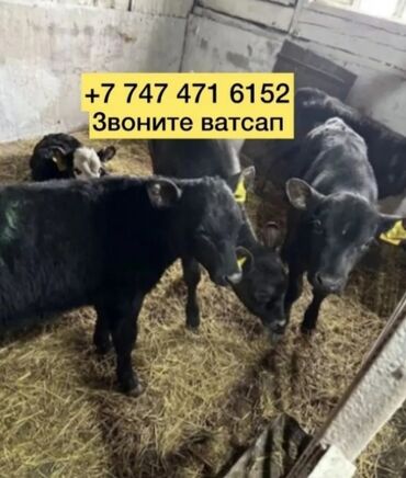 Коровы, быки: Бычки телята телочки коровы Ангус голштин герефорд шщвл фото ватсап