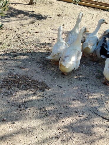 Digər quşlar: Sadəcə ağlar ördəkkər satılır 6 aylıqdır — 6