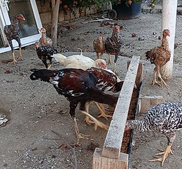 pitbul balasi satilir: Toyuq cücələri, Damazlıq, Ünvandan götürmə — 5