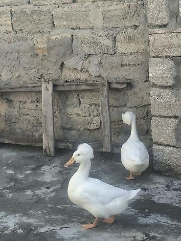 essək səkilləri: Məhsul: Toppuz başlı (crested) ördək – ağ rəng Xüsusiyyətlər: - — 4
