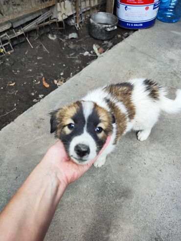 породистая собака: Отдам щенков в заботливые руки. не крупные дворняжки