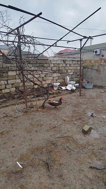 sevgi qusu: 6 aylıq cins lal ördəklər xalis əti azi 4kq ancaq xoruz satılır — 2