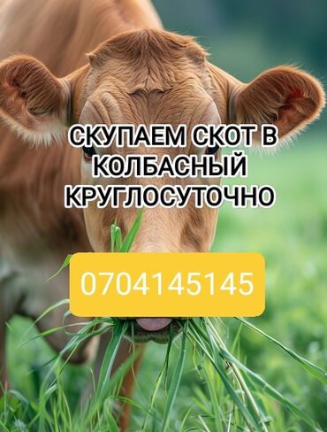 где купить домашних животных: Куплю | Коровы, быки, Лошади, кони, Другие с/х животные | Круглосуточно, Любое состояние, Забитый