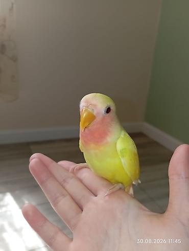 неразлучник: 🐦 Sevgi (nerazlucnik) papuqayı balaları satılır 🐣 1 ay yarımlıqdılar — 3