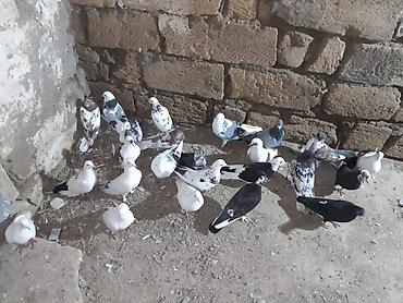 Quşlar: Məhsul: Ev göyərçinləri dəsti Təsvir: - Qarışıq rənglərdə və — 1