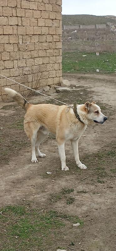 İtlər: Qurdbasar, 8 ay, Erkek — 10