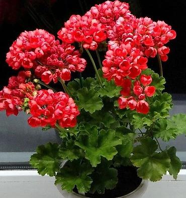 Денежное дерево: Толстянка (денежное дерево) в горшке. - Сорт: Crassula ovata — 14