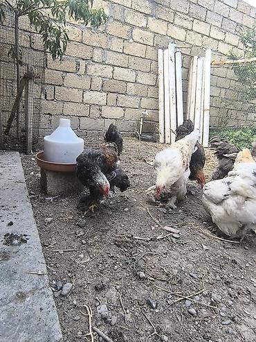 qaz toyuq: Satılır: lələkli ayaqlı yerli toyuq-xoruzlar (Brahma tipli) — 9