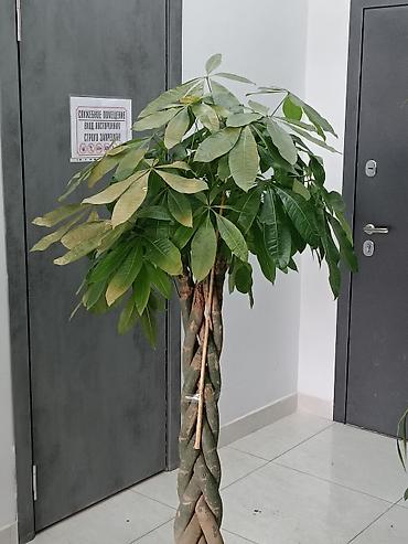 Другие комнатные растения: ПРОДАЮ КОМНАТНЫЕ РАСТЕНИЯ! 🌱 Бамбук — 3000 сом 🌳 Бонсай — 4100 сом 🌳 — 19