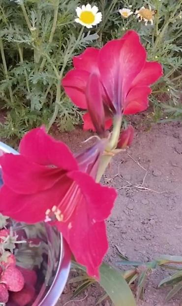 gul cicek: Qırmızı Amaryllis (Hippeastrum) soğanağı – qablarda əkilmiş gənc — 2