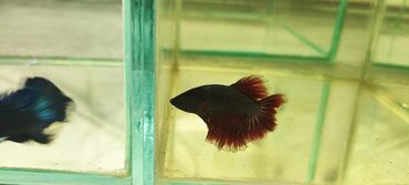 Рыбы: Петушки (Betta splendens), декоративные самцы с роскошными — 8