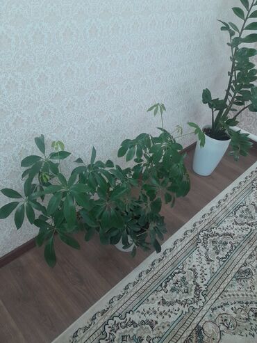 Фикусы: Коллекция комнатных растений в кашпо: - Фикус эластика — 7