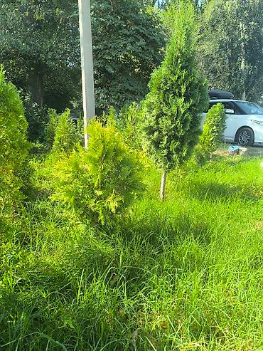 Туя: Туя — 8