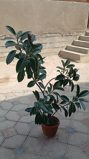 пальма вашингтония: Фикус эластика (Ficus elastica, каучуковое дерево) в горшках — 7