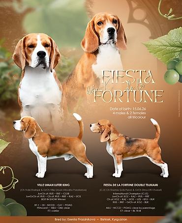 сибо ину: Щенки бигля из питомника FIESTA DE LA FORTUNE От титулованных — 1