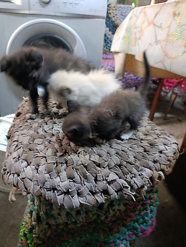 манчкины котята: Котята - Милейшие котята домашнего разведения: несколько малышей — 1