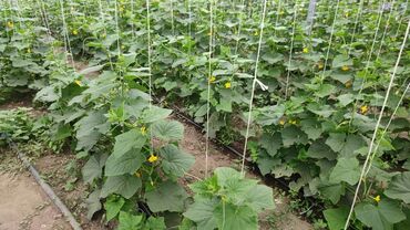 Теплицы: Ищу инвестора для масштабирования тепличного хозяйства и развития — 18