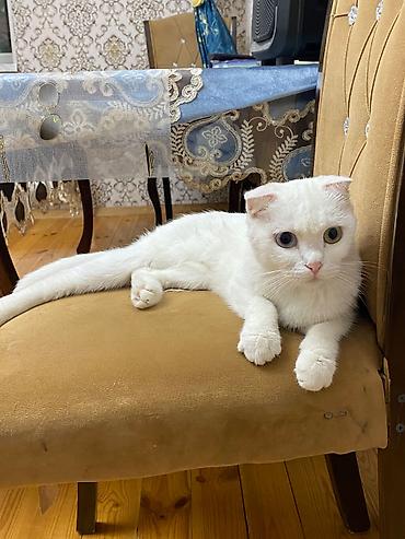 pişik etibarlı əllərə: Britan yastı qulaq, Dişi, Yaxşı əllərə — 1