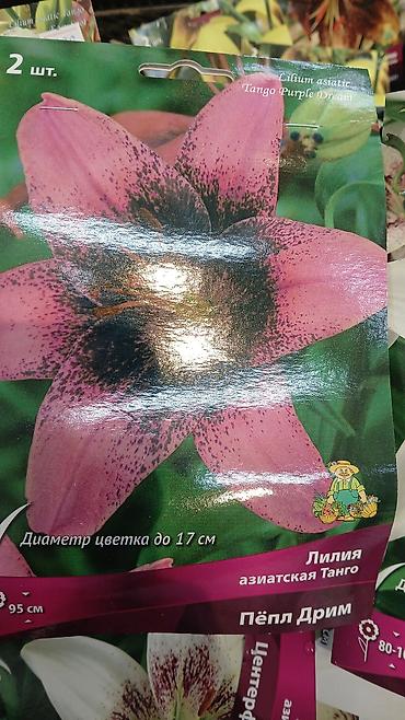 Другие садовые цветы и кустарники: Хоста — набор сортов (по 1 шт. в упаковке) Доступные сорта по — 23