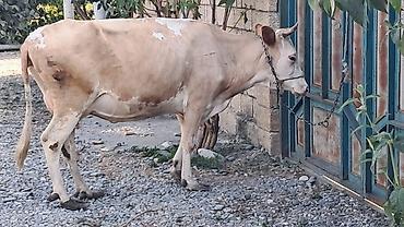 Inəklər, öküzlər: Dişi, Simental, il: 3, 450 kq — 14