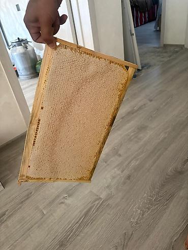 Qida məhsulları: Təbii şan balı – çərçivədə Məhsul təsviri: - Arı pətəyindən — 1