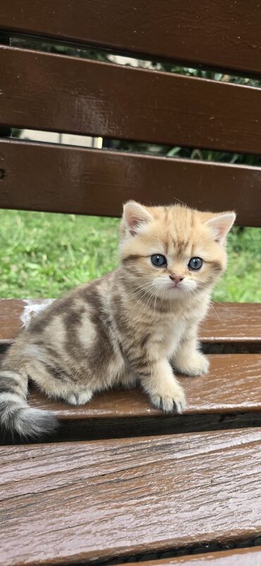 ağ pişik şəkilləri: Qızıl şinşilla, Erkək, Dişi, Yaxşı əllərə, Ünvandan götürmə, Pulsuz çatdırılma, Ödənişli çatdırılma