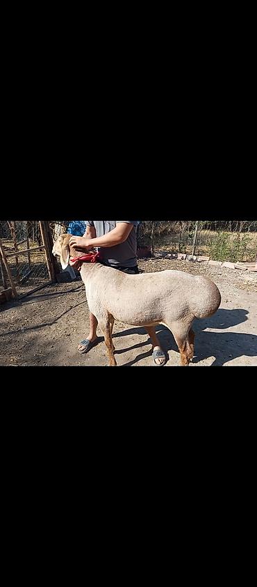 самоед щенок цена: Продаю | Овца (самка) | Арашан | Для разведения | Матка — 3