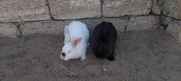 Dovşanlar: İri sort dovşanlar satilir! orta çəkili dovşanlar 15 azn, ağir çəkili -da lalafo.az — 4 Dovşanlar: İri sort dovşanlar satilir! orta çəkili dovşanlar 15 azn, ağir çəkili — 4