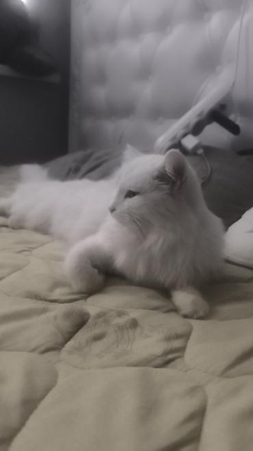 Продажа кошек: Белоснежная пушистая кошка с длинной шелковистой шерстью и густым — 12