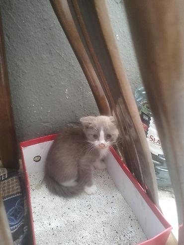 silver şinşila: Salam şinşila pisiy 3 ayliqdi qum terbiyesi var boz ag rengli — 2