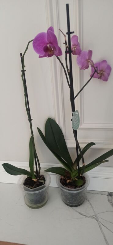 Другие комнатные растения: Продаю орхидею цена: 1000 сомов за каждую кто умеет ухаживать за
