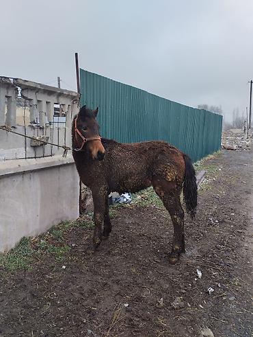 Лошади, кони: Продаю | Жеребец | Полукровка | Рабочий | Племенные — 9