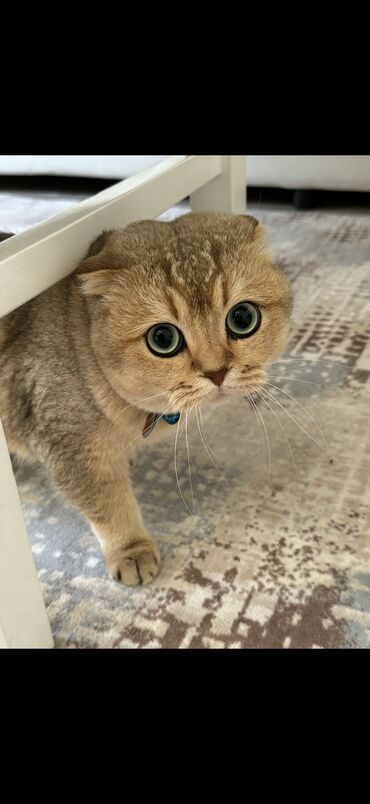 американская енотовая кошка: Скотиш Фолд (Шотландская вислоухая), 2 года, Мальчик, Золотая шиншилла, Кастрирована, Приучена к лотку, Проглистована