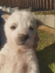 Psi: POKLANJAM štence mesanci haskija i ptičara,očišćeni od — 21