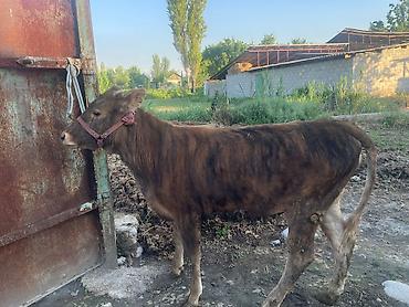 Коровы, быки: Продаю | Бык (самец) | На откорм | Привязанные — 5