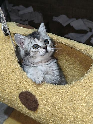котята шотландской породы: Скотиш Страйт (Шотландская прямоухая), 2 месяца, Девочка, Серебристая шиншилла — 6