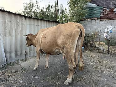 куплю быки: Продаю | Корова (самка) | Для молока — 1