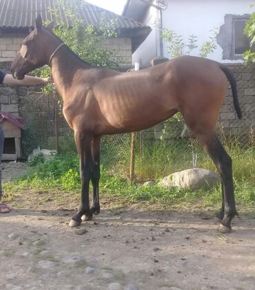 at nalı satışı v Azərbaycan | Heykəlciklər: Axaltekin at satilir
