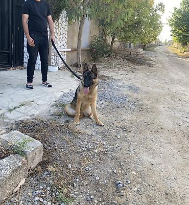 xaski gəncə: Orta ölçülü, tan və qara rəngli xəzə malik Alman çoban iti. Bu cinsin — 1