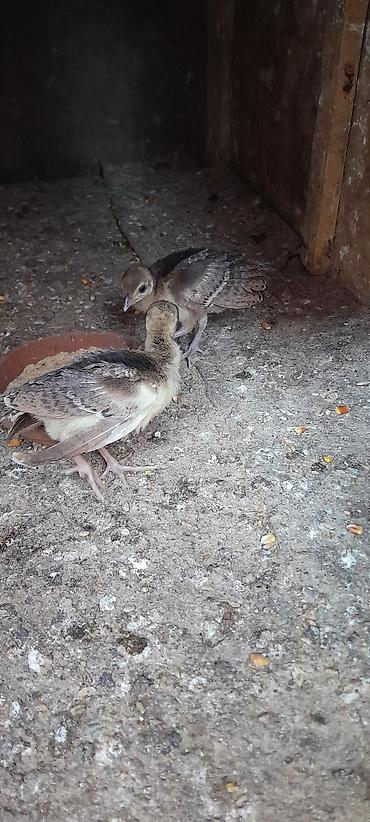 pidbul balasi: Tovuzqusu balasi 2 denedi bos bekar adamlar narahat etmesin — 2