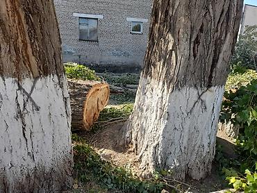 Спил деревьев, заготовка дров: Спил дерево 🌲 опытный пилшик бак кыйабыз отун аралайбыз Терек тополь — 11