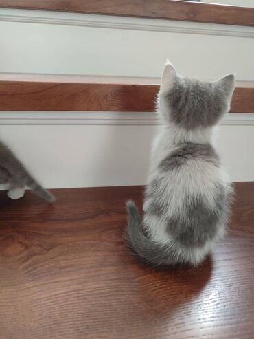 сколько стоят шотландские вислоухие кошки: Скотиш Фолд (Шотландская вислоухая), 2 месяца, Мальчик, Биколор