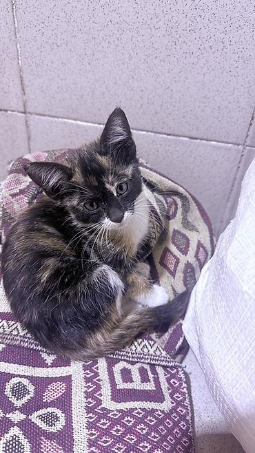 кошка породистый: Котёнок трёхцветный (черепаховый окрас) с белыми лапками и грудкой — 1
