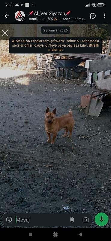 qafqaz coban itləri: Zvanok küçük dik Qulaq orginal parodiya Balaca ölçülü, qısa tüklü it - — 4