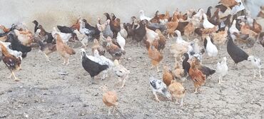 satilik inekler: Kənd cücəsi satılır 500 ədəd,50 günlüktam sağlamdamazlığa yararlı