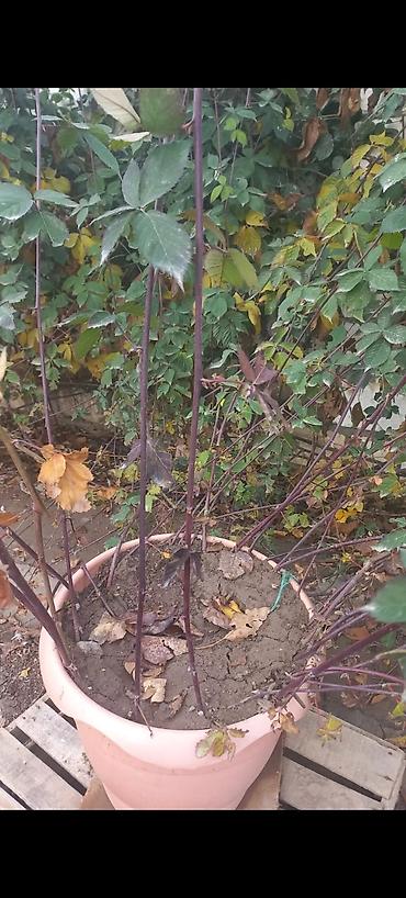 Tinglər: Tinglər -da lalafo.az — 13 Tinglər: Tinglər — 13