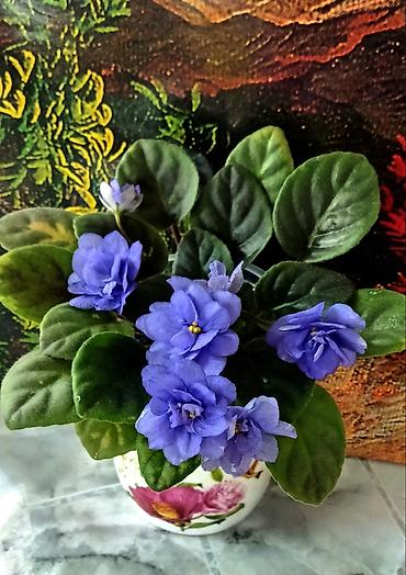 Фиалки и глоксинии: 🌱🌺🌱 Продаю сортовые ДЕТКИ стандартных, трейлерныхмини и полумини — 28