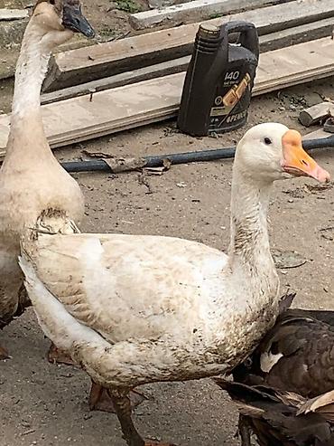 K/t heyvanları və malları: Dişi, Yumurtalıq, Ünvandan götürmə — 1